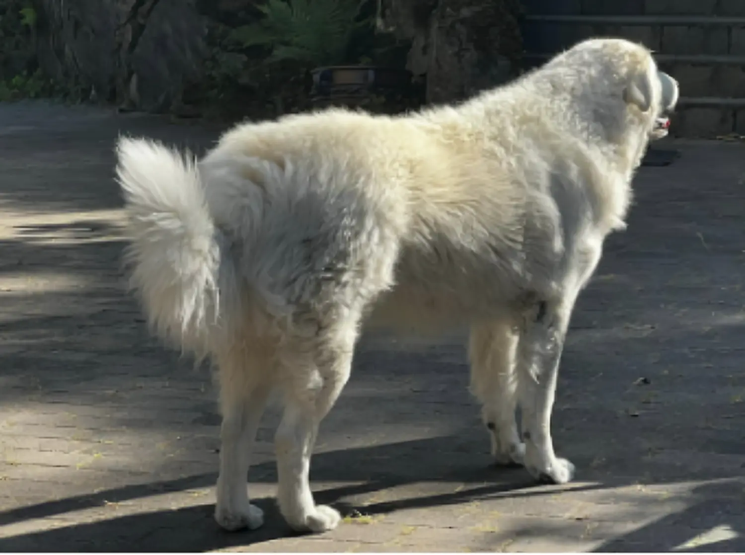 Hund von Kuvasz-Freunde