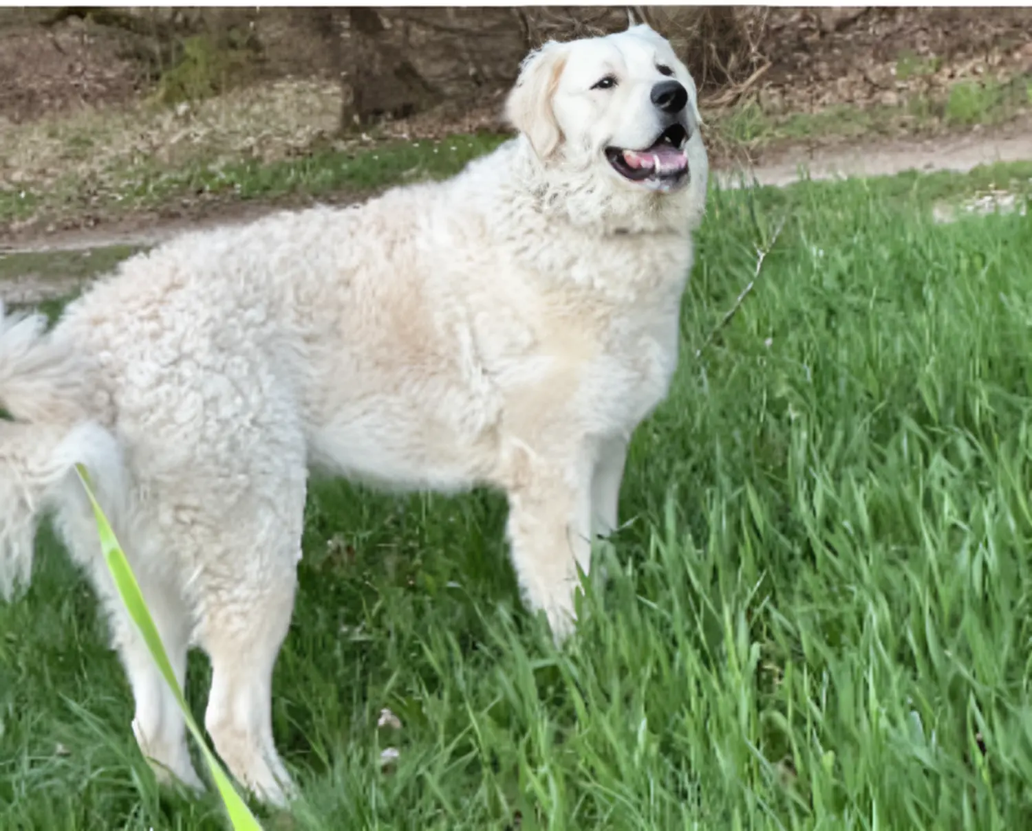 Hund von Kuvasz-Freunde