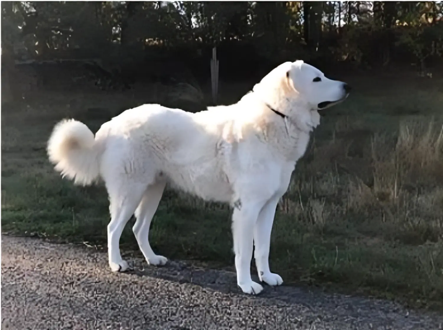 Hund von Kuvasz-Freunde