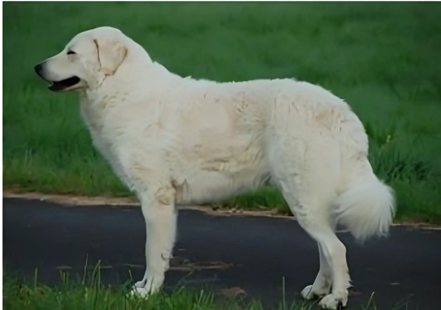 Hund von Kuvasz-Freunde