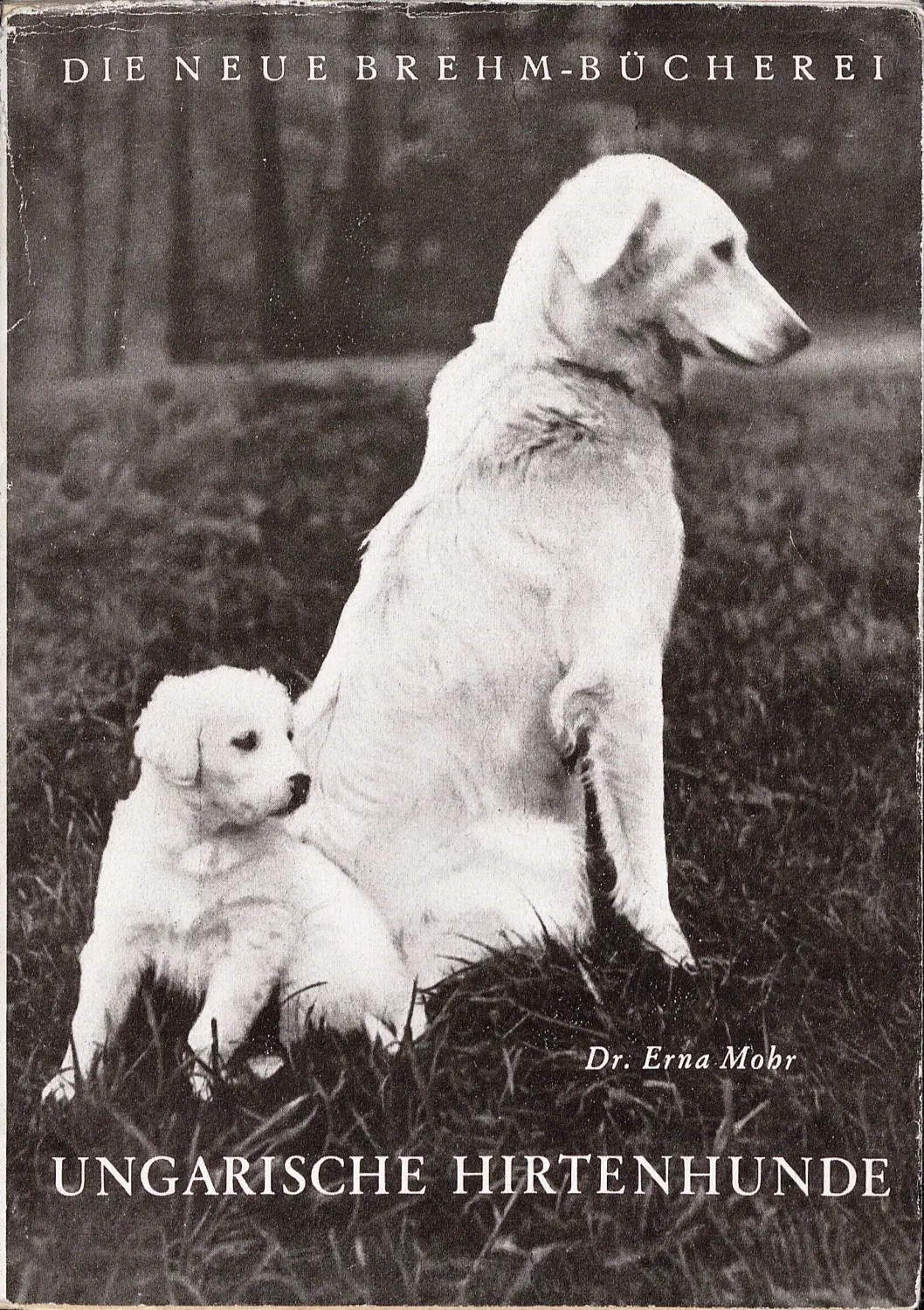 Ungarische Hirtenhunde – Erna Mohr von Kuvasz-Freunde