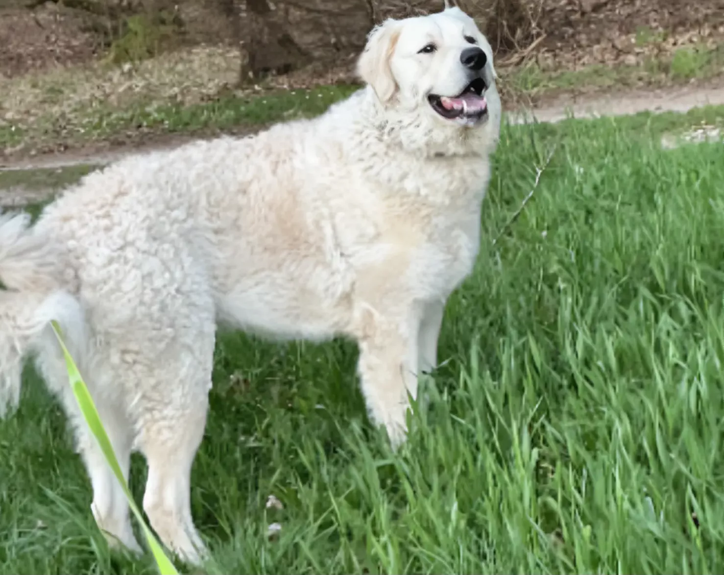 Hund von Kuvasz-Freunde