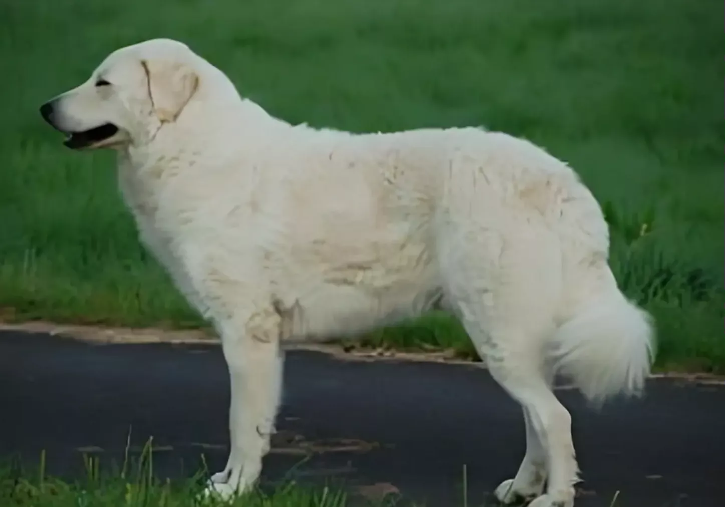 Hund von Kuvasz-Freunde