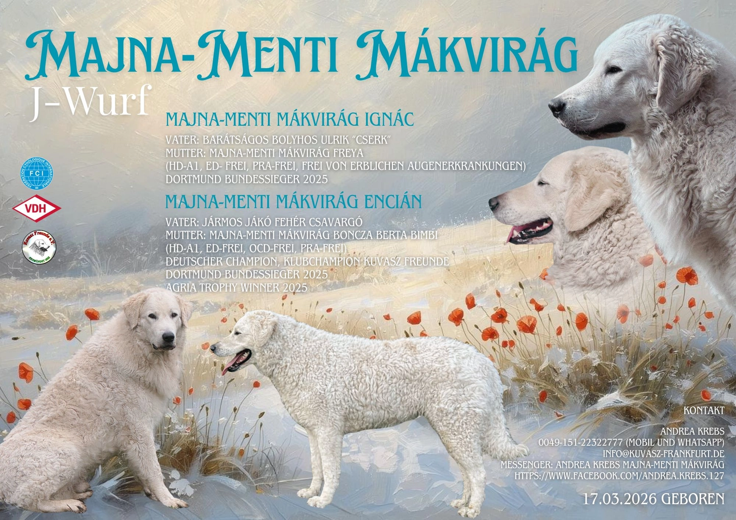 Zucht Hund von Kuvasz-Freunde