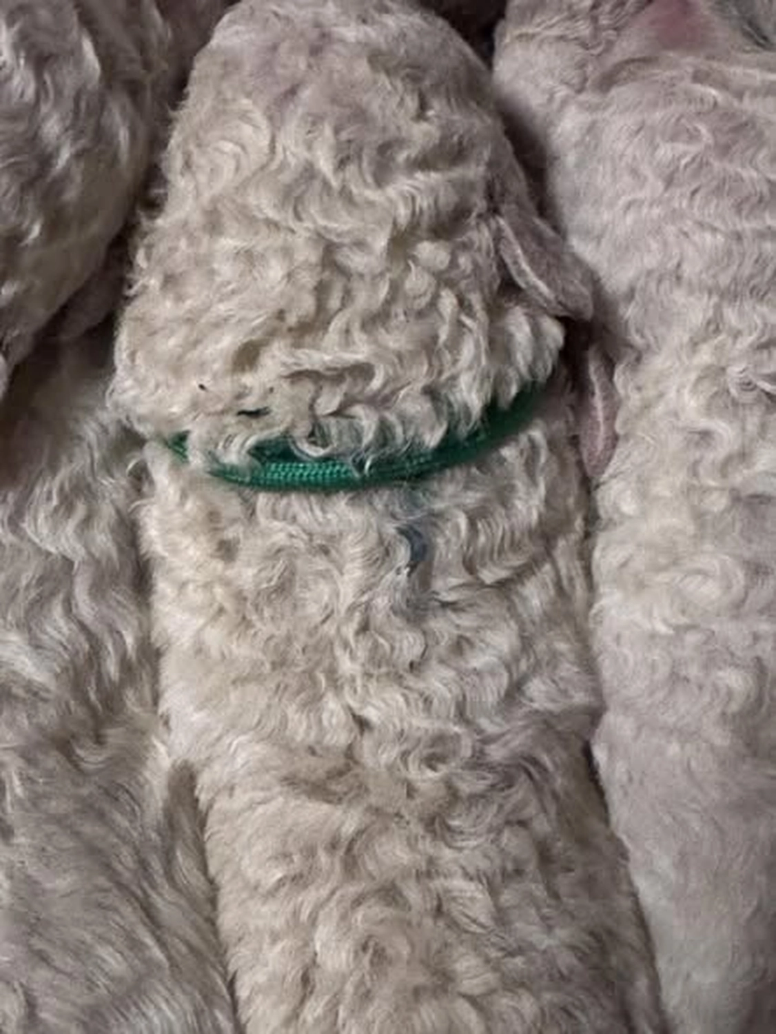 Zucht Hund von Kuvasz-Freunde