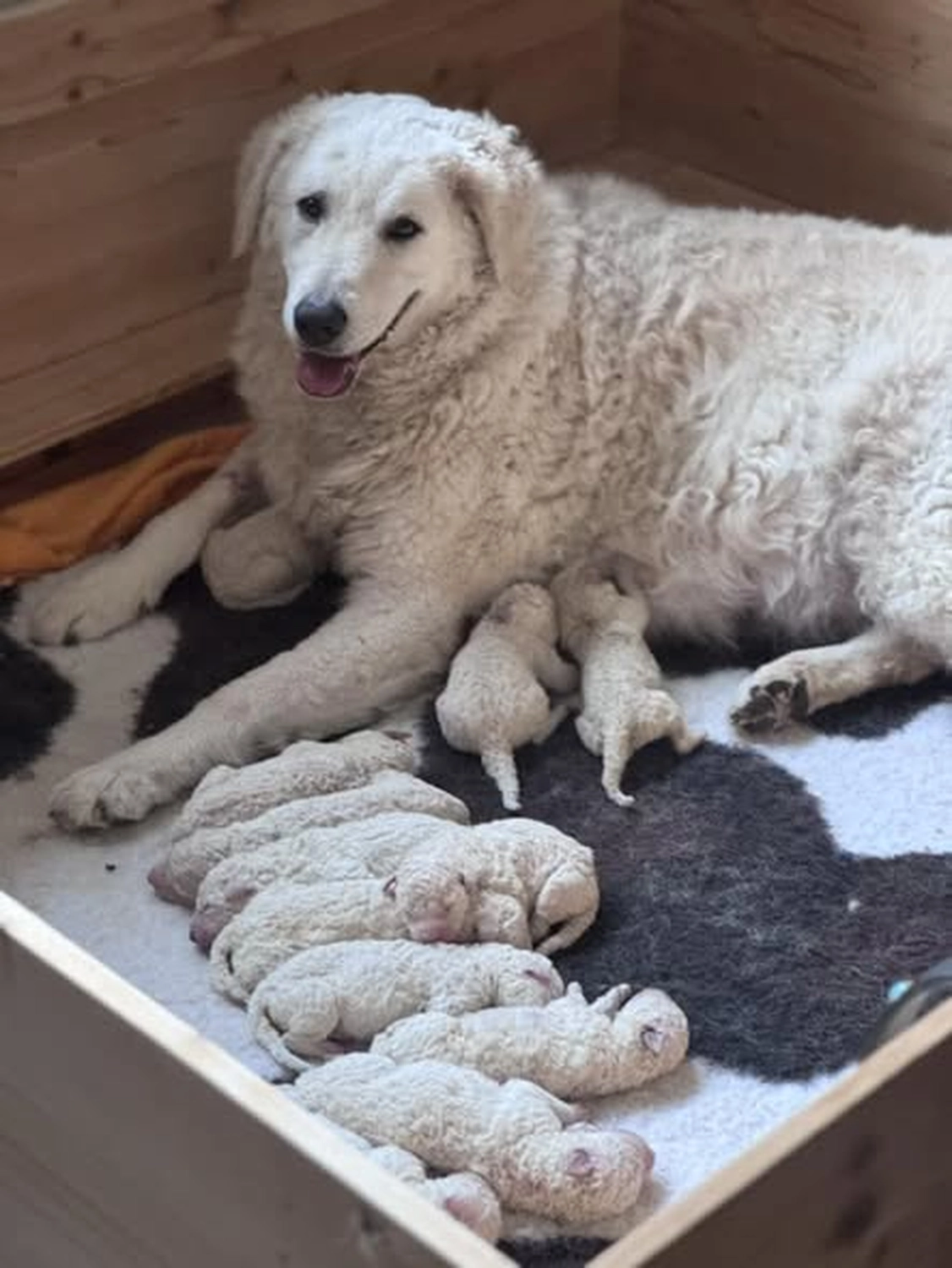 Zucht Hund von Kuvasz-Freunde