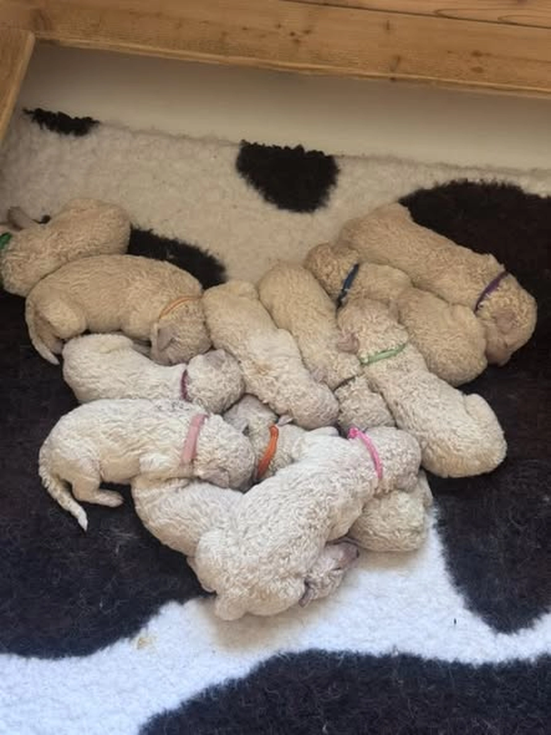 Zucht Hund von Kuvasz-Freunde