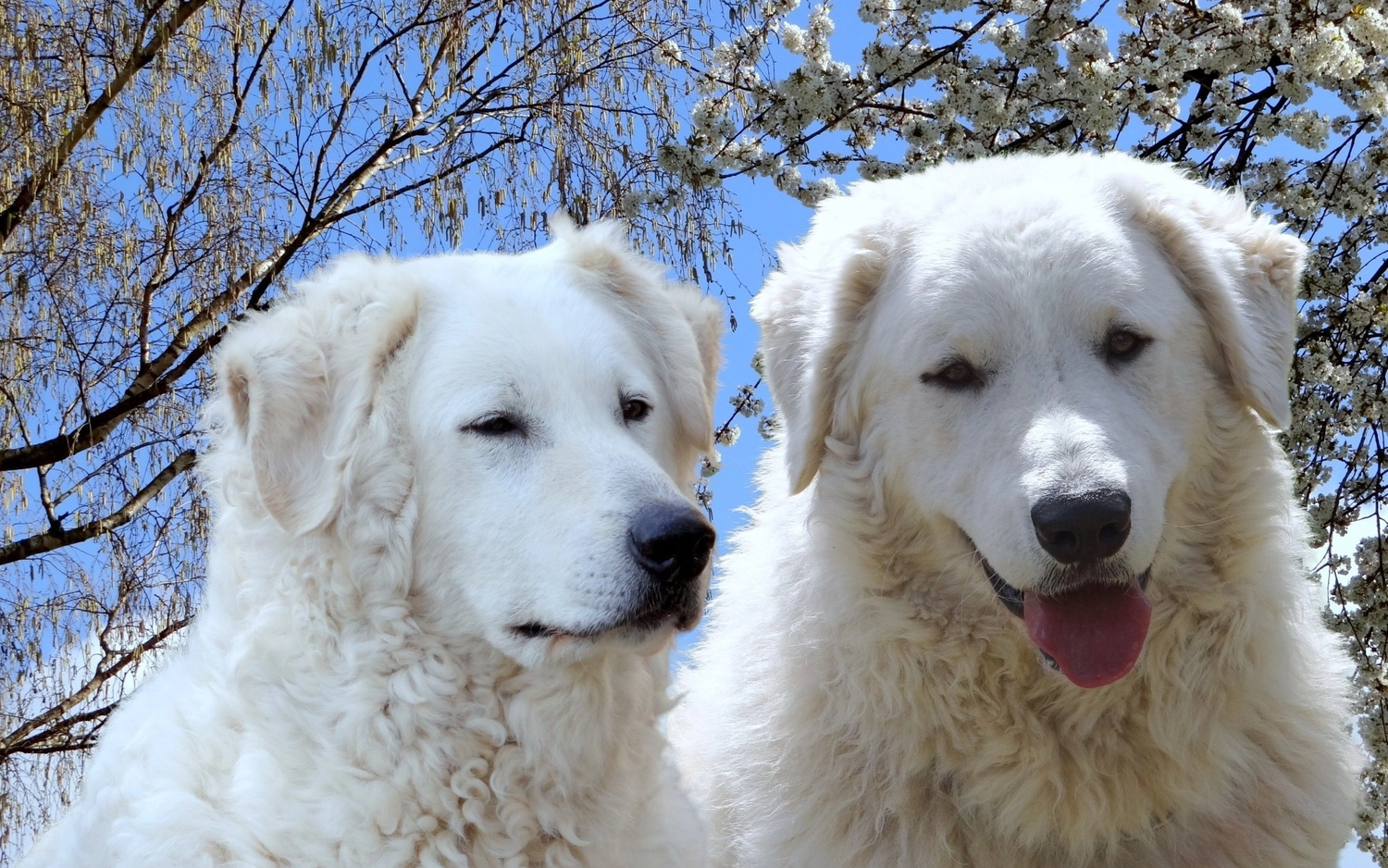 Zucht Hund von Kuvasz-Freunde